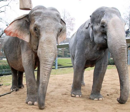 Nanda und Rani im Zoo Karlsruhe: Elefantenkühe verschiedener Altersklassen leben in Herden zusammen. (Foto: Stadt Karlsruhe)