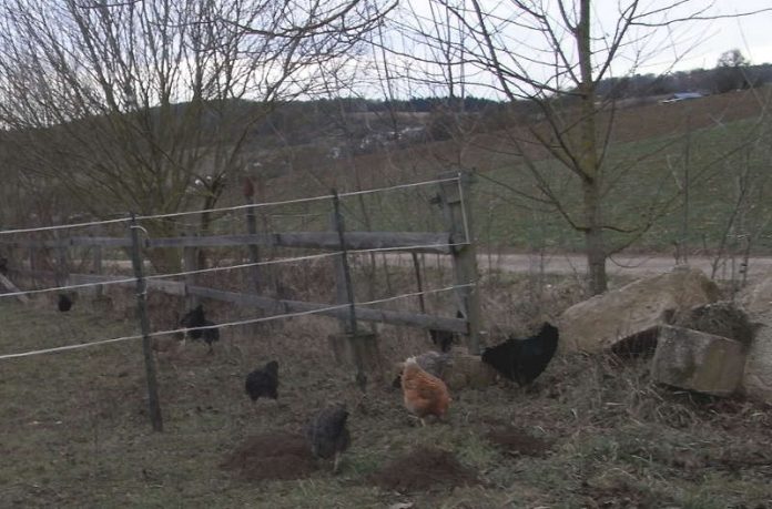 Endlich Freilauf: Nach den negativen Untersuchungsergebnissen wurde der Sperrbezirk in Eggenstein aufgehoben. (Foto: Landratsamt)