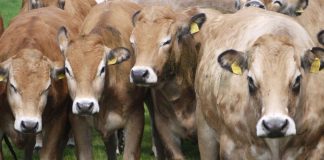 Kuh auf einer deutschen Weide – der globale Methan-Ausstoss jedes Rindes könnte bis 2050 um bis zu 4,5 % ansteigen. (Foto: Peter Manning, Senckenberg)