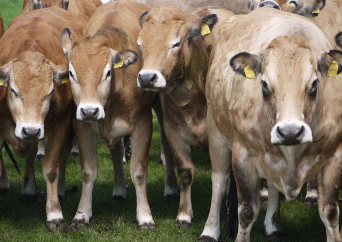 Kuh auf einer deutschen Weide – der globale Methan-Ausstoss jedes Rindes könnte bis 2050 um bis zu 4,5 % ansteigen. (Foto: Peter Manning, Senckenberg)