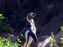 Die Pinguine im Zoo Landau in der Pfalz müssen nicht um ihren Lebensraum bangen und sind gut versorgt. Im natürlichen Lebensraum sieht es für den Humboldt-Pinguin allerdings weniger gut aus. (Foto: Zoo Landau in der Pfalz)