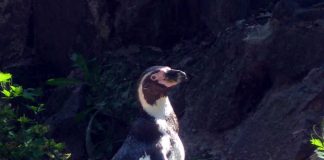 Die Pinguine im Zoo Landau in der Pfalz müssen nicht um ihren Lebensraum bangen und sind gut versorgt. Im natürlichen Lebensraum sieht es für den Humboldt-Pinguin allerdings weniger gut aus. (Foto: Zoo Landau in der Pfalz)