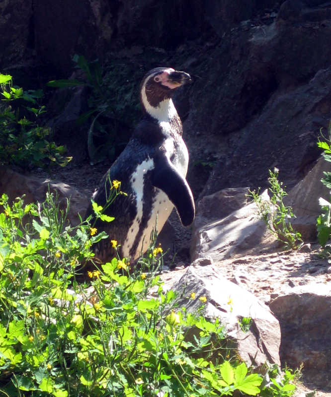 Die Pinguine im Zoo Landau in der Pfalz müssen nicht um ihren Lebensraum bangen und sind gut versorgt. Im natürlichen Lebensraum sieht es für den Humboldt-Pinguin allerdings weniger gut aus. (Foto: Zoo Landau in der Pfalz)