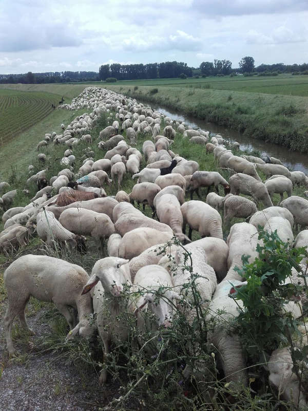 Wichtige Landschaftspflege am Lorscher Weschnitzdamm (Foto: Schäferei Volk)