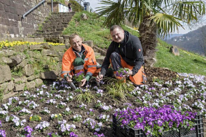 Der Philosophenweg ist bei Einheimischen und Gästen gleichermaßen beliebt – Aleksandr‎ Csjuko (li.) und Andreas Kattner vom Landschafts- und Forstamt sorgen dort mit bunten Blumen für Frühlingsflair. (Foto: Philipp Rothe)