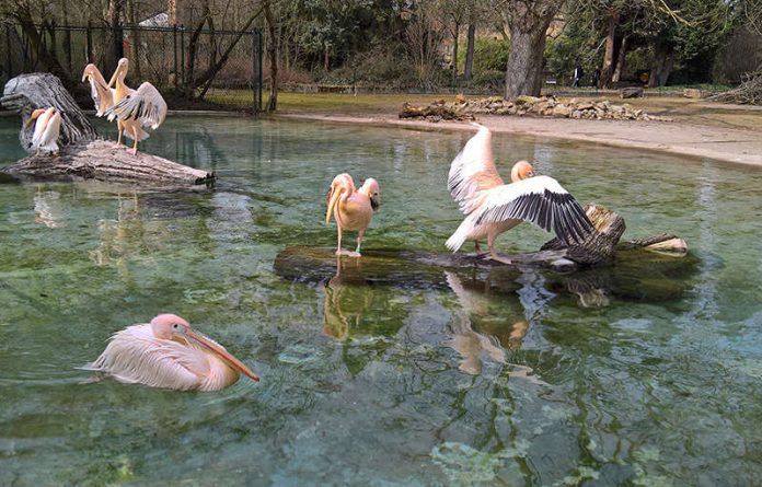 Die Rosa Pelikane genießen das Bad und die Sonne (Foto: Zoo Heidelberg)