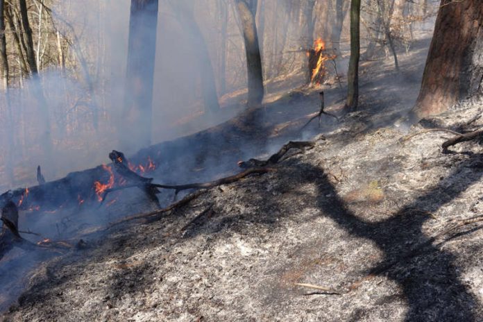 Waldbrand im Nerotal (Foto: Feuerwehr)