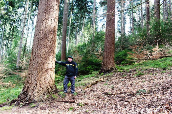 Förster Bernhard Lippert in einem Nadelholzbereich mit starken Douglasien (Foto: Landratsamt Rhein-Neckar-Kreis)