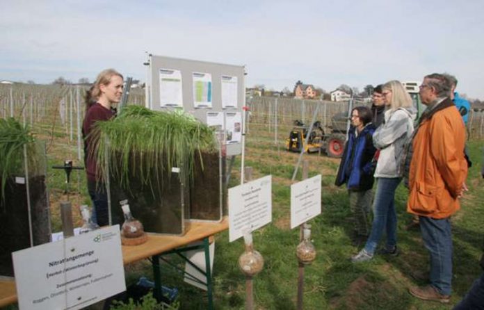 Eine Mitarbeiterin der Hochschule Geisenheim erklärt Teilnehmern am Weinbergsrundgang des RP Darmstadt zum Weltwassertag ihre Arbeit als Dünge-Beraterin im Auftrag des RP. (Foto: Regierungspräsidium)