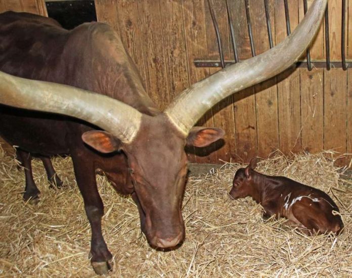 Sarabi und ihr zwei Tage altes Kalb im Stall. (Foto: Stadt Karlsruhe)