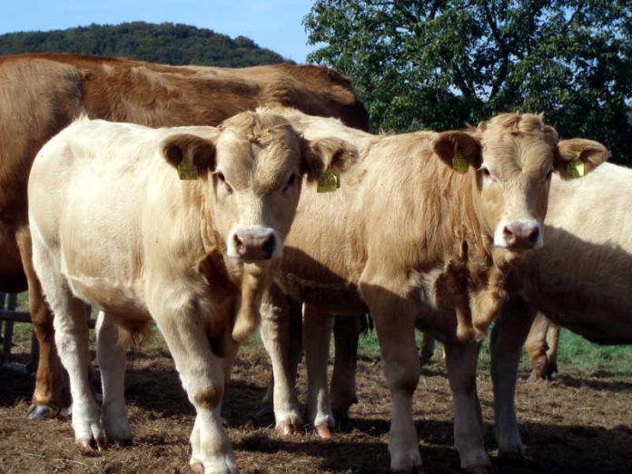 Glanrinder Glanrinder