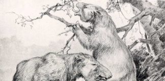 Die Faultiere waren zu schwer um auf den Bäumen zu leben (Zeichnung von Robert Bruce Horsfall aus „A history of land mammals in the western hemisphere“.)