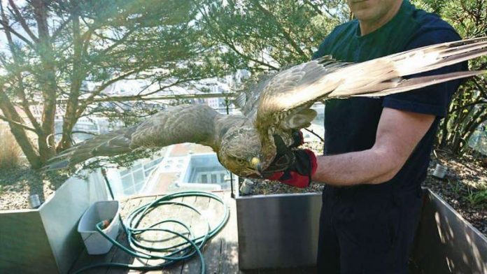 Der gerettete Greifvogel (Foto: Feuerwehr Frankfurt)