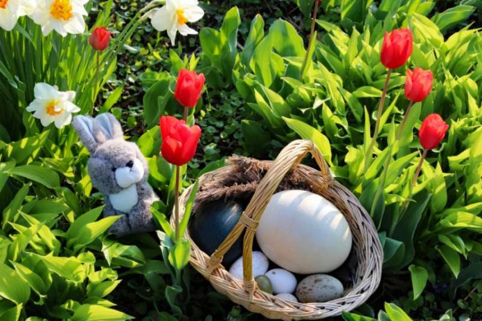Am Ostersonntag dreht sich bei den Sonderaktionen für Kinder alles um das Thema Eier und Ostertiere (Foto: Zoo) Am Ostersonntag dreht sich bei den Sonderaktionen für Kinder alles um das Thema Eier und Ostertiere (Foto: Zoo)