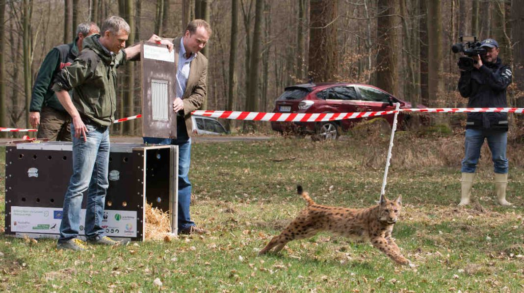 Das Schweizer Luchsweibchen BELL (Foto: Martin Greve)