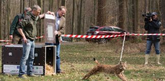 Das Schweizer Luchsweibchen BELL (Foto: Martin Greve)