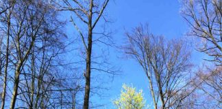 Aufnahme stammt vom Trippelberg Eschelbronn und zeigt, wie sich der gelb blühende Spitzahorn deutlich von den anderen Bäumen abhebt. (Foto: Landratsamt Rhein-Neckar-Kreis)