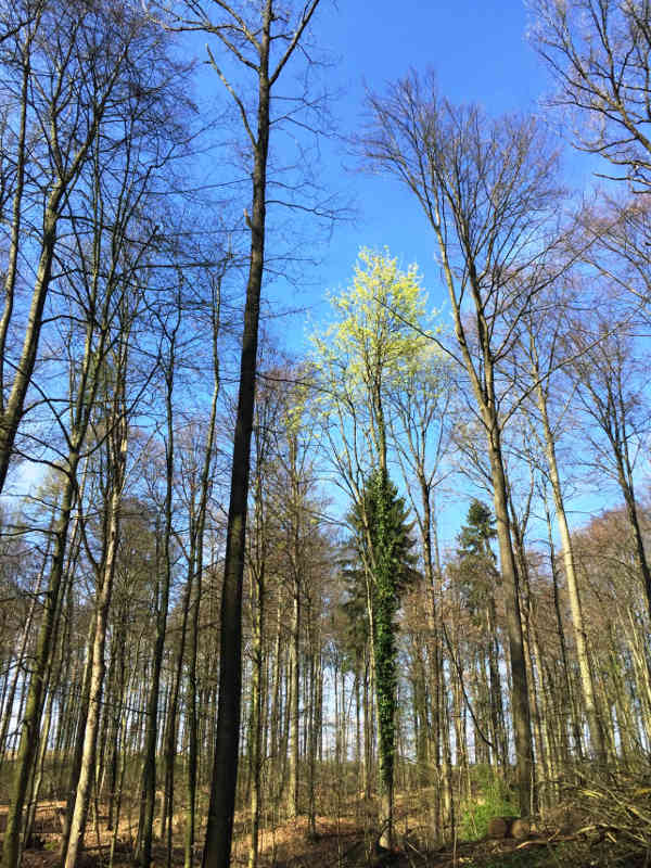 Aufnahme stammt vom Trippelberg Eschelbronn und zeigt, wie sich der gelb blühende Spitzahorn deutlich von den anderen Bäumen abhebt. (Foto: Landratsamt Rhein-Neckar-Kreis)