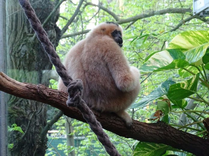 Weißwangengibbon ELLIOTT (Foto: Zoo Frankfurt)