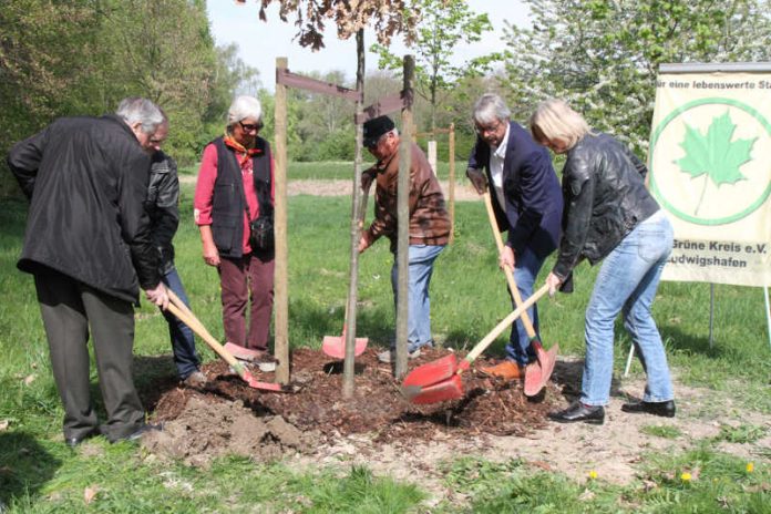 Mitglieder des Vereins „Der Grüne Kreis Ludwigshafen“ beim Pflanzen einer Stileiche (Foto: LUKOM)