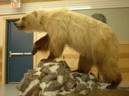 Hybridbären wie der Pizzly oder Grolar – eine Mischung zwischen Polarbär und Grizzly – sind nicht so selten wie bisher angenommen. (Foto: Andrew E. Derocher)
