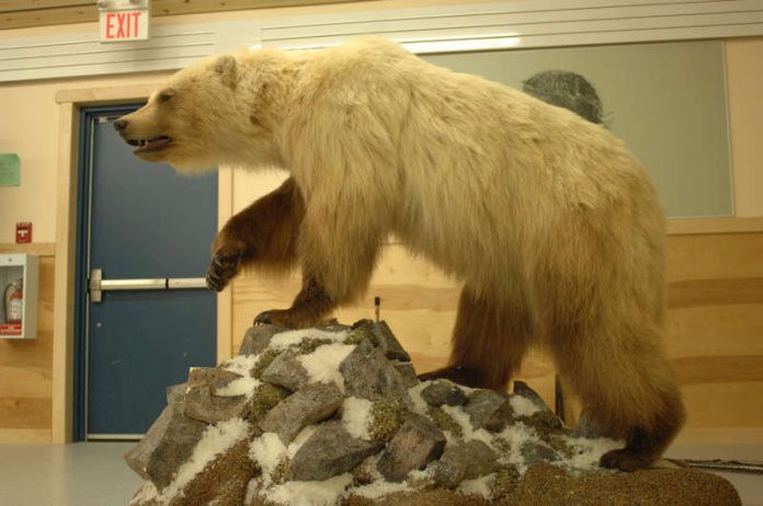 Hybridbären wie der Pizzly oder Grolar – eine Mischung zwischen Polarbär und Grizzly – sind nicht so selten wie bisher angenommen. (Foto: Andrew E. Derocher)