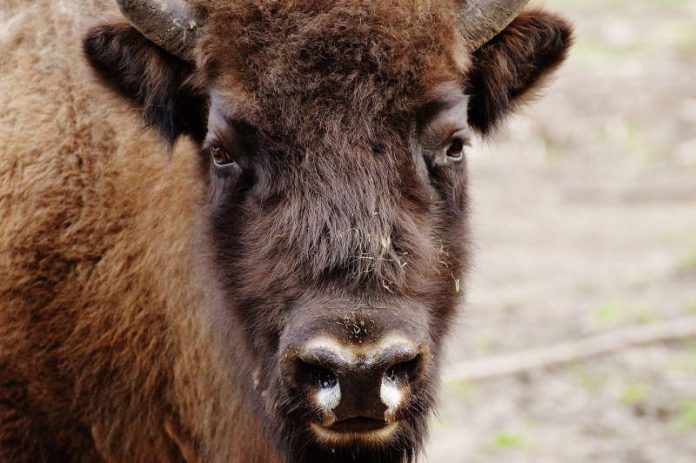 Bison Symbolbild Symbolbild (Quelle: Pixabay)