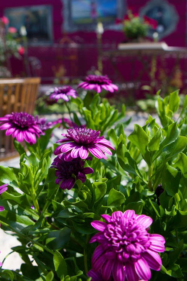 Private Gärten sollen die Gartenschau noch bunter machen. (Foto: bwgrün.de)