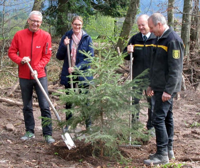 Landrat Dr. Christoph Schnaudigel und die Marxzeller Bürgermeisterin Sabrina Eisele bei der traditionellen Pflanzaktion im Vorfeld des Baum des Jahres. Unterstützung erhalten Sie von Forstamtsleiter Dr. Bernhard Peichl und Revierleiter Helmut Mohr. (Foto: Landratsamt Karlsruhe)