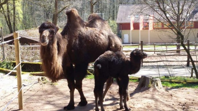 Tampeltierstute Moja hat ein wachsames Auge auf ihren kleinen Nachwuchs Mojo. (Foto: Zoo Kaiserslautern)