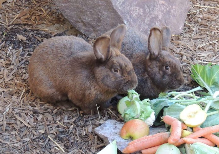 Im Zoo Landau leben Deutsche Großsilberkaninchen, die zu den bedrohten Haustierrassen zählen und mit denen der Zoo an einem Zuchtbuch beteiligt ist. (Foto: Zoo Landau)