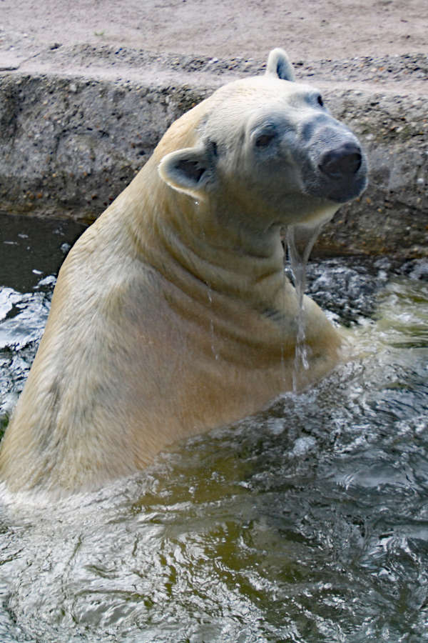 Kap auf Erkundungstour (Foto: Zoo Karlsruhe) Kap auf Erkundungstour (Foto: Zoo Karlsruhe)
