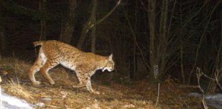 Luchs Cyrill, 6 Jahre alt (Foto: DIANA, Slowakei)