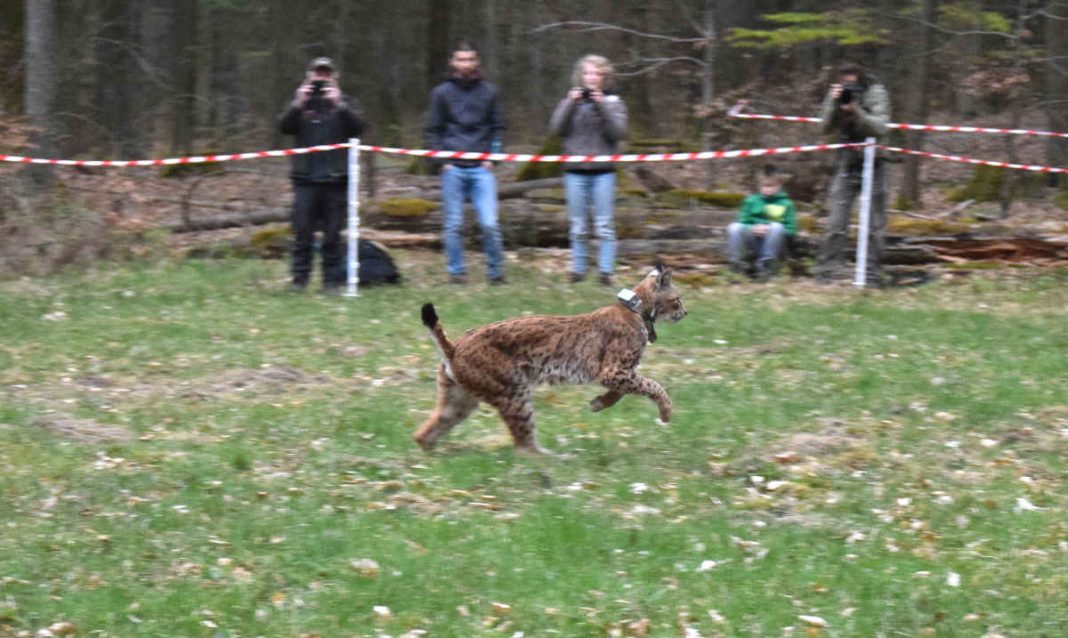 Luchs Cyril bei der Freilassung im Pfälzerwald (Foto: Winfried Maier)