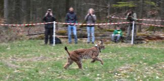 Luchs Cyril bei der Freilassung im Pfälzerwald (Foto: Winfried Maier)