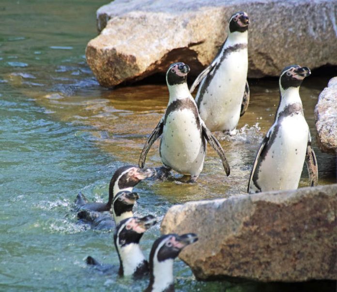 Die Humboldtpinguine stehen am 25. April im Mittelpunkt von speziellen Führungen. (Foto: Zoo Karlsruhe)