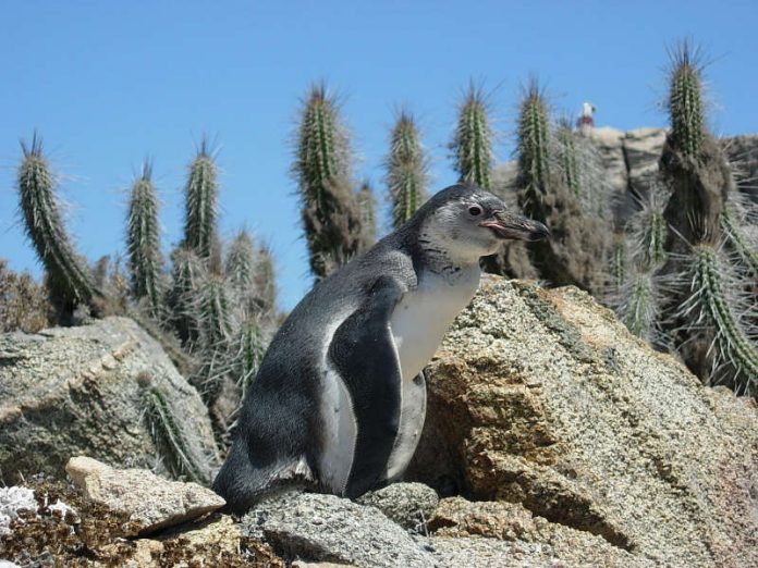 Weltpinguintag Foto: Sphenisco – Schutz des Humboldt-Pinguins e.V.