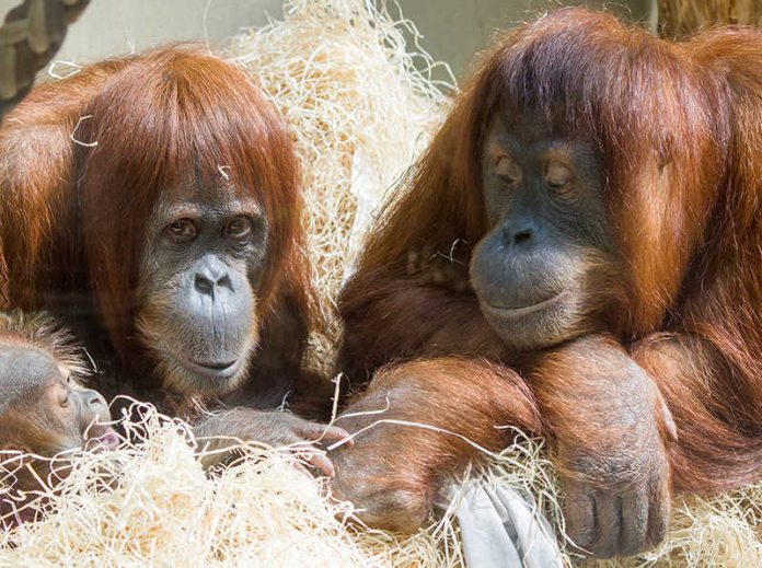 PUAN und SARI gemeinsam mit dem kleinen BERANI. (Foto: Heidrun Knigge/Zoo Heidelberg)