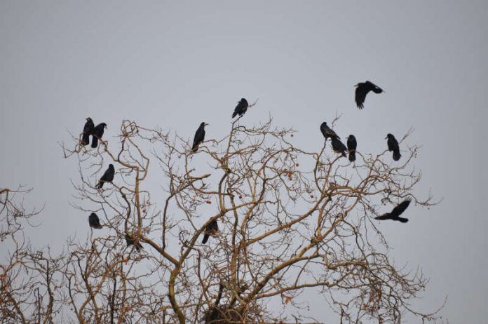 Saatkrähen sind vielen Bürgerinnen und Bürgern ein Dorn im Auge. Die geschützten Vögel haben in Landau unter anderem am Otto-Hahn-Gymnasium und an der Pestalozzischule Kolonien gebildet – ein umfassendes Maßnahmenpaket soll die Tiere nun „vergrämen“ und sie in Randbereichen der Stadt heimisch machen. (Foto: Stadt Landau in der Pfalz) Saatkrähen sind vielen Bürgerinnen und Bürgern ein Dorn im Auge. Die geschützten Vögel haben in Landau unter anderem am Otto-Hahn-Gymnasium und an der Pestalozzischule Kolonien gebildet – ein umfassendes Maßnahmenpaket soll die Tiere nun „vergrämen“ und sie in Randbereichen der Stadt heimisch machen. (Foto: Stadt Landau in der Pfalz)