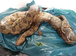 Eine Schlange wurde tot aufgefunden (Foto: Stadt Heilbronn)