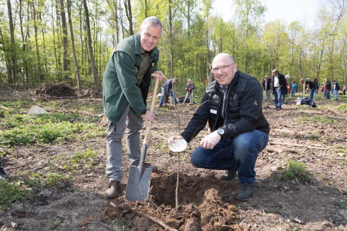 Ulrich Kienzler, Leiter des Forstamts Karlsruhe, und Roland Schwarz, Vertriebsleiter der Stadtwerke, packten mit an und pflanzten Bäume ein. (Foto: Stadtwerke Karlsruhe GmbH)