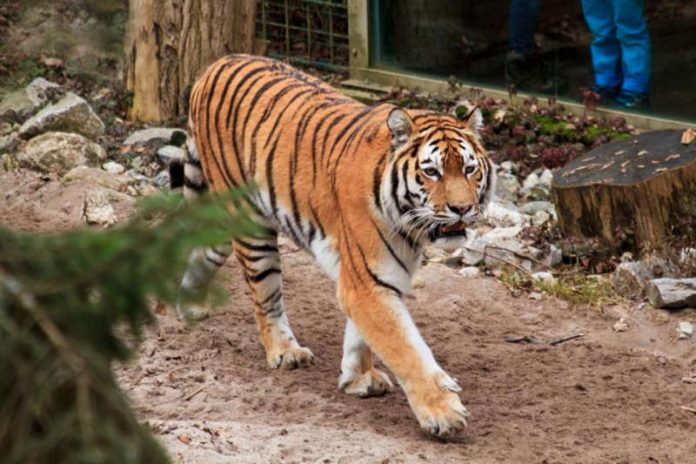 Tiger (Foto: Zooschule Landau)