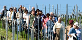 Weinbergführung (Foto: Kurt E. Groß)