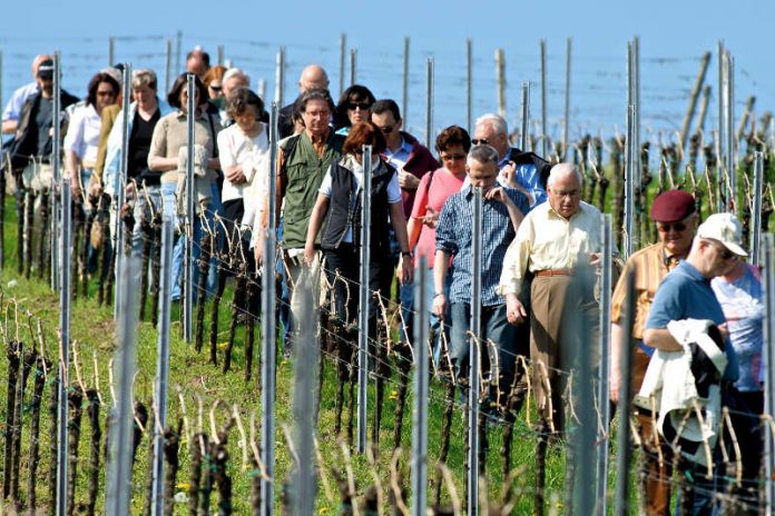 Weinbergführung (Foto: Kurt E. Groß)