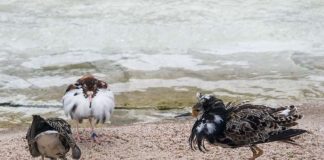 Kampfläufer (Foto: Heidrun Knigge/Zoo Heidelberg)