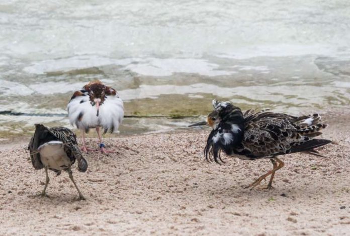 Kampfläufer (Foto: Heidrun Knigge/Zoo Heidelberg)