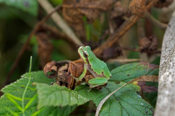 Laubfrosch