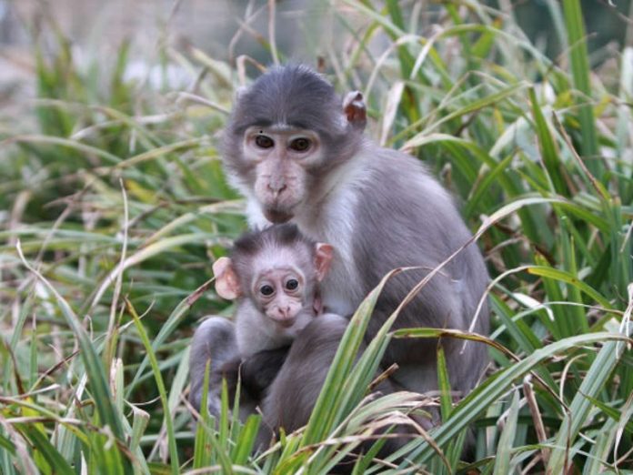 Affen (Foto: Zoo Landau)