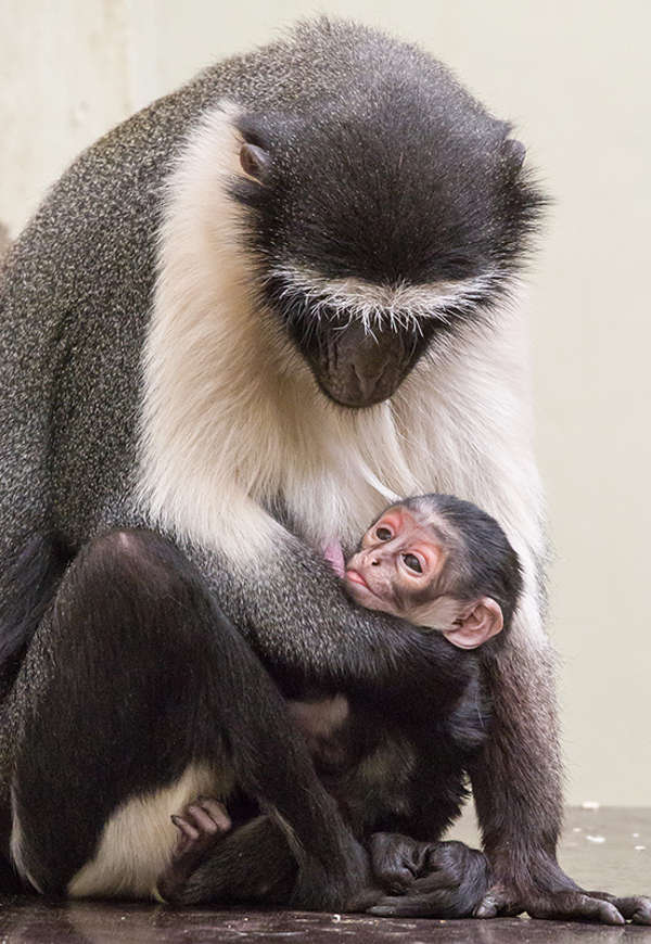 Roloway-Meerkatze Mutter Adriana mit Kind. (Foto: Heidrun Knigge/Zoo Heidelberg)