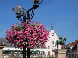 Wunderschön: Auch in diesem Jahr erfreuen die von der Firma Möbel Ehrmann gesponserten Blumenampeln die Besucherinnen und Besucher der Landauer Innenstadt. (Foto: Stadt Landau in der Pfalz)